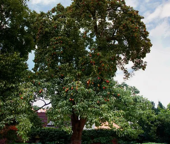 Apartma Star By Jary Privatunterkunft